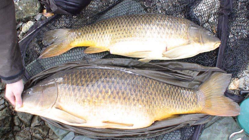 Diverse - no19---33ib-and-19lb-brace-of-common-carp---st-lawrence-river---6th-october-2006.jpg